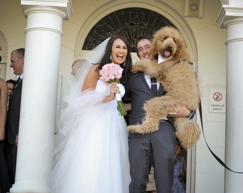 Pets at Weddings